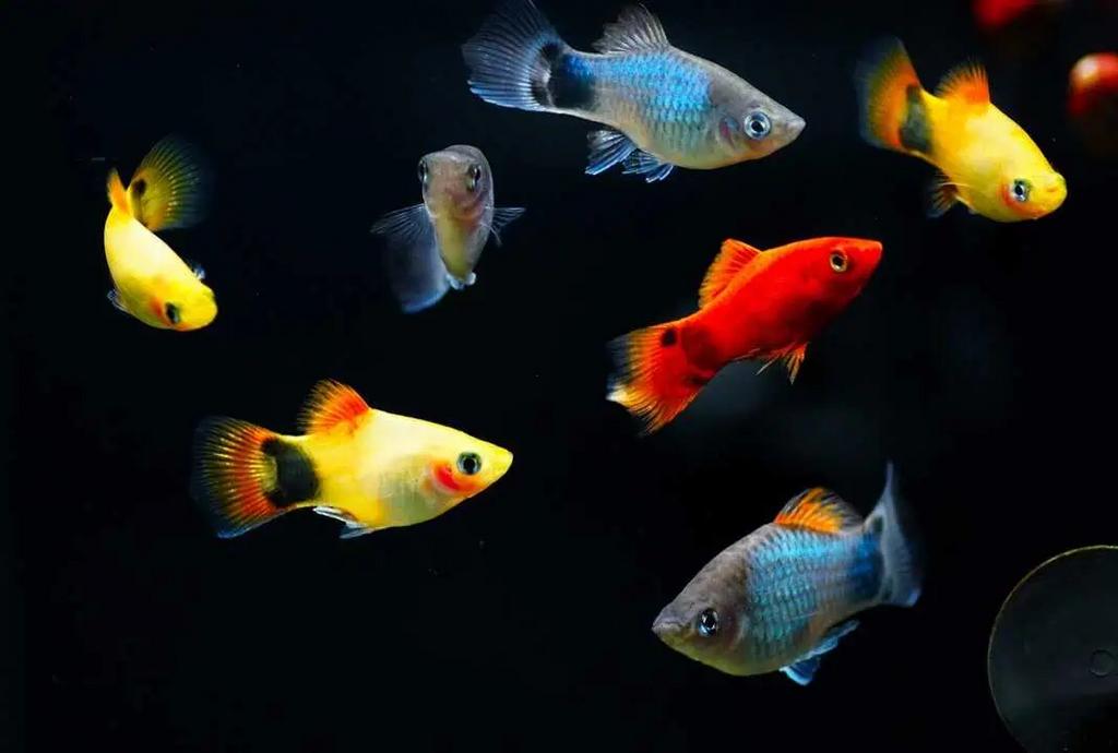 Poisson à vendre, Poisson, Poisson d'eau douce