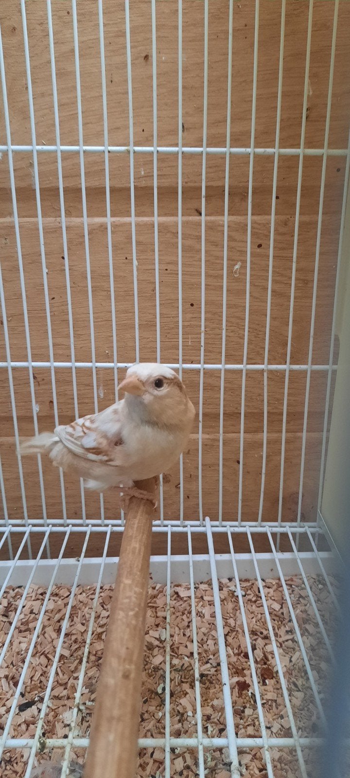 Huismussen phaeo en wildkleur 2026, Dieren en Toebehoren, Meerdere dieren, Geringd