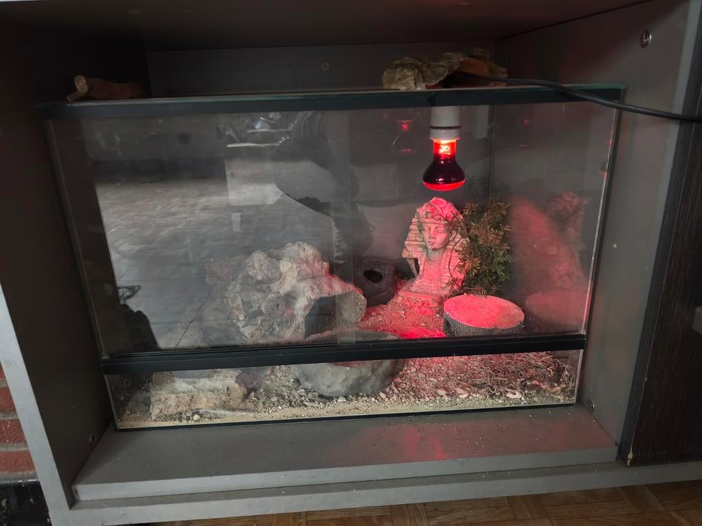 Luipaard gekko V met toebehoren, Dieren en Toebehoren, Hagedis, Met terrarium, 0 tot 2 jaar