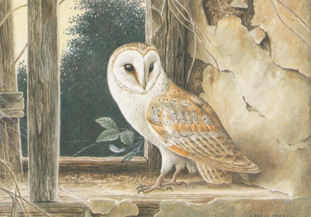 KERKUIL, Verzamelen, Postkaarten | Dieren, Verzenden, Ongelopen, Vogel