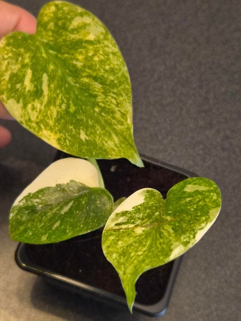 Barquette à neige Monstera Green, Enlèvement ou Envoi