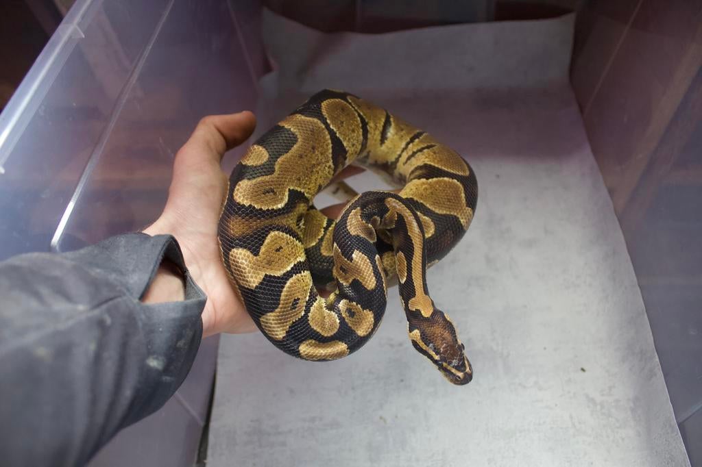 1.0 Asphalt / Fire / HGW, Serpent, Domestique, 0 à 2 ans