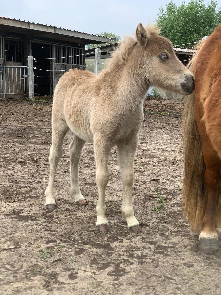 Veulentjes, Animaux & Accessoires, Poneys, Étalon, Avec puce électronique, Vermifugé