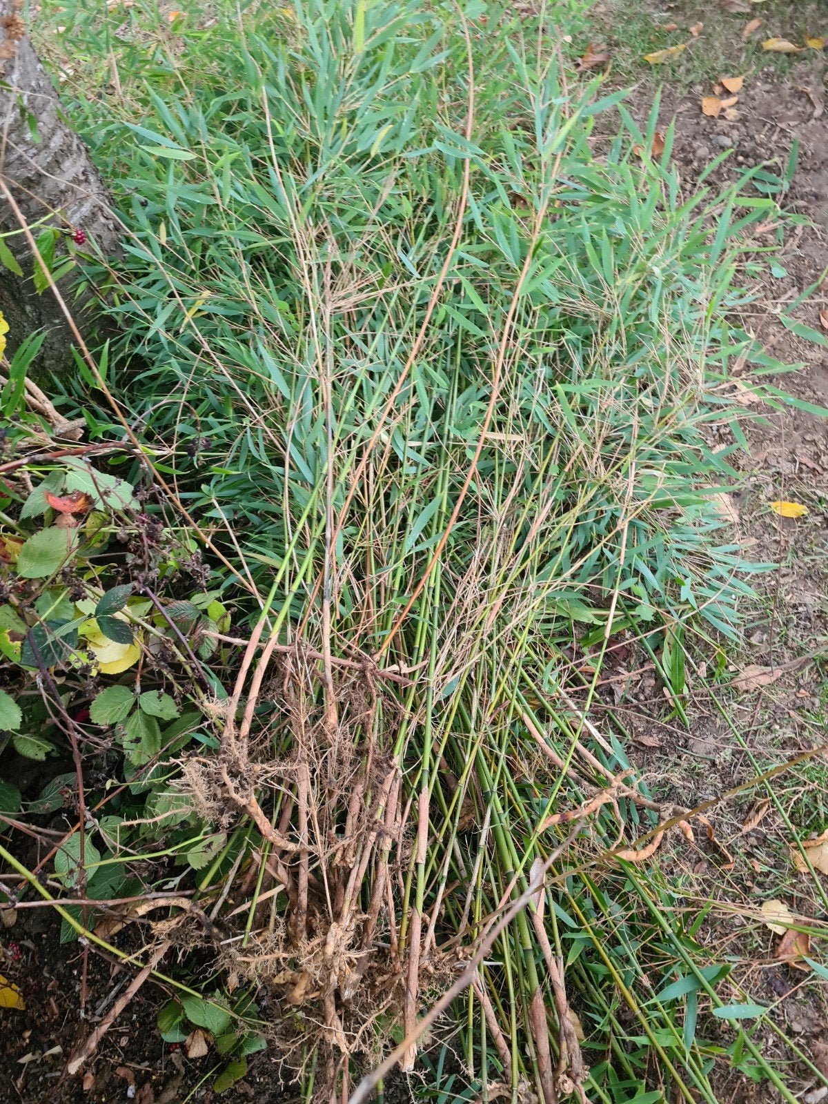 Bamboe planten gratis, Ophalen, Vaste plant