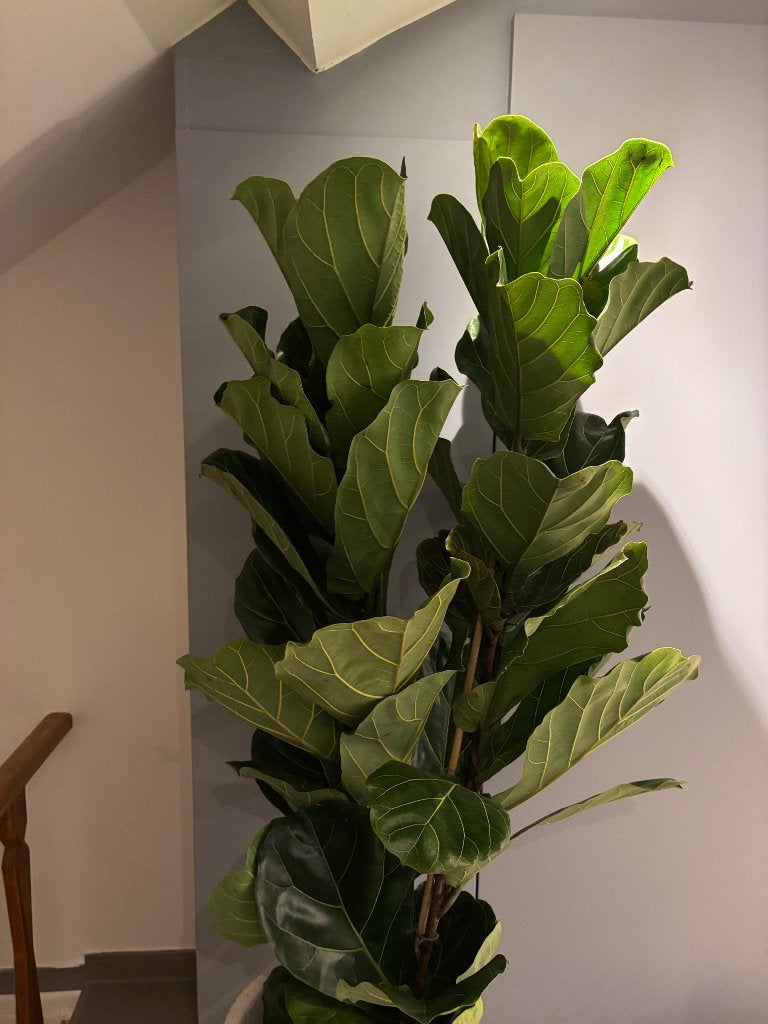 Grote Ficus Lyrata + grote witte sierpot, Maison & Meubles, Enlèvement, Ficus, En pot