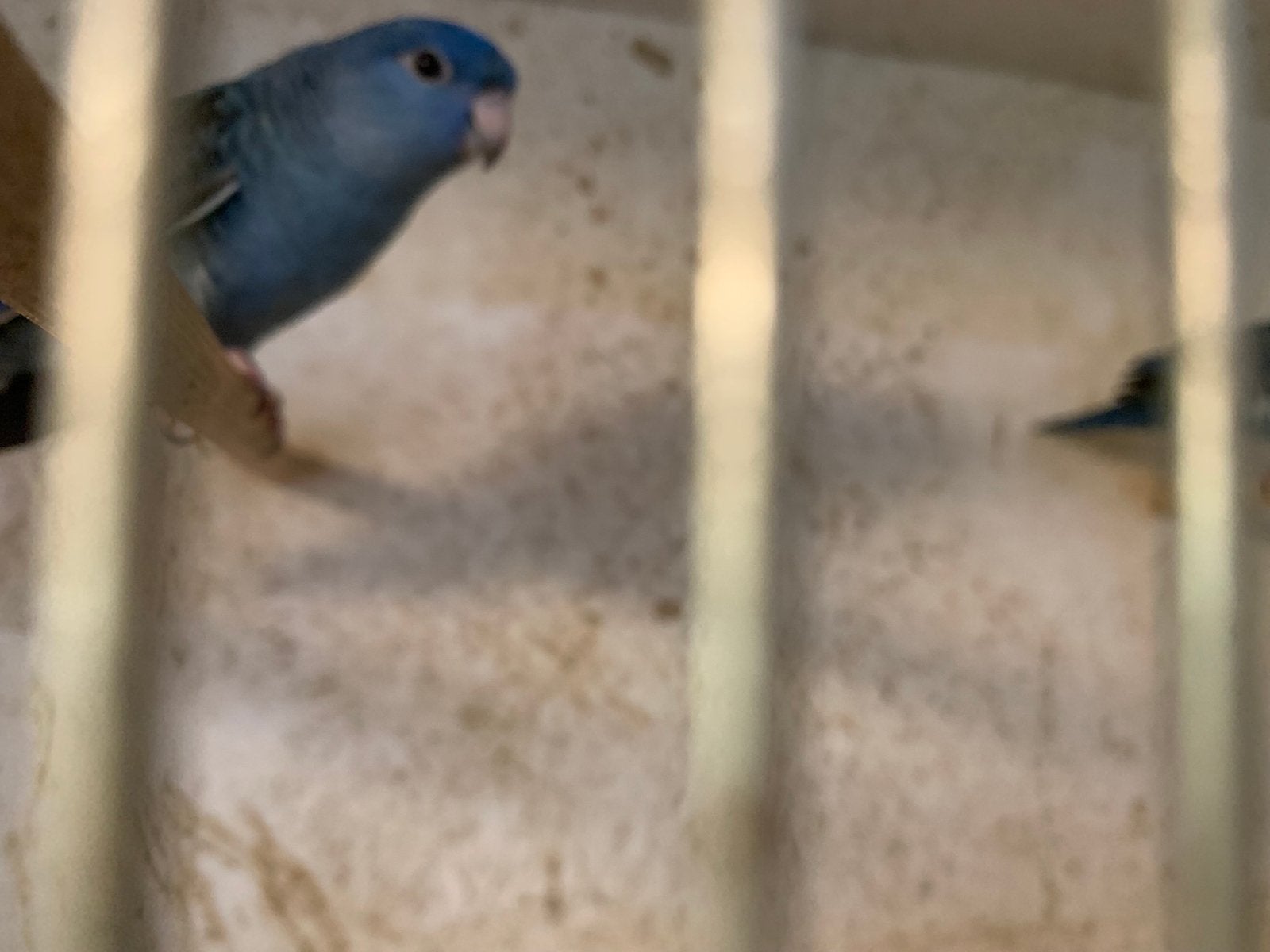 Catharina parkiet, Dieren en Toebehoren, Parkiet