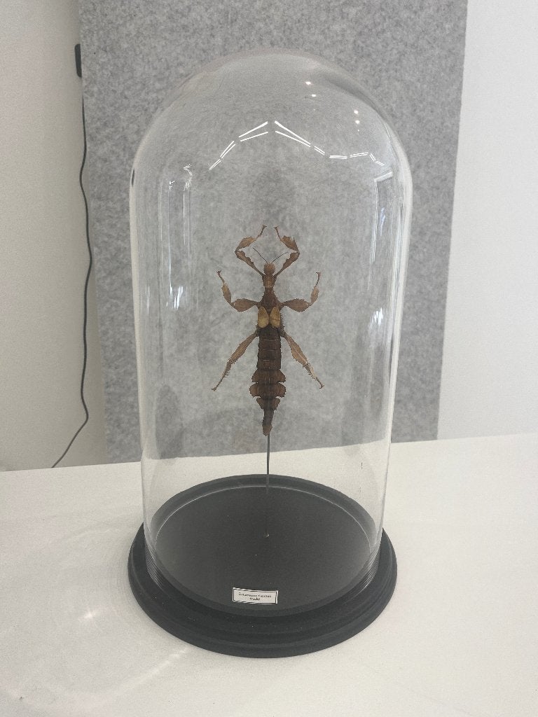 taxidermie Extatosoma tiaratum - flappentak, Dieren en Toebehoren, Wandelende tak