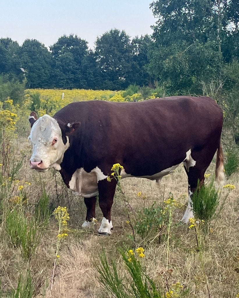 Hereford dekstier, Dieren en Toebehoren, Mannelijk, 3 tot 6 jaar