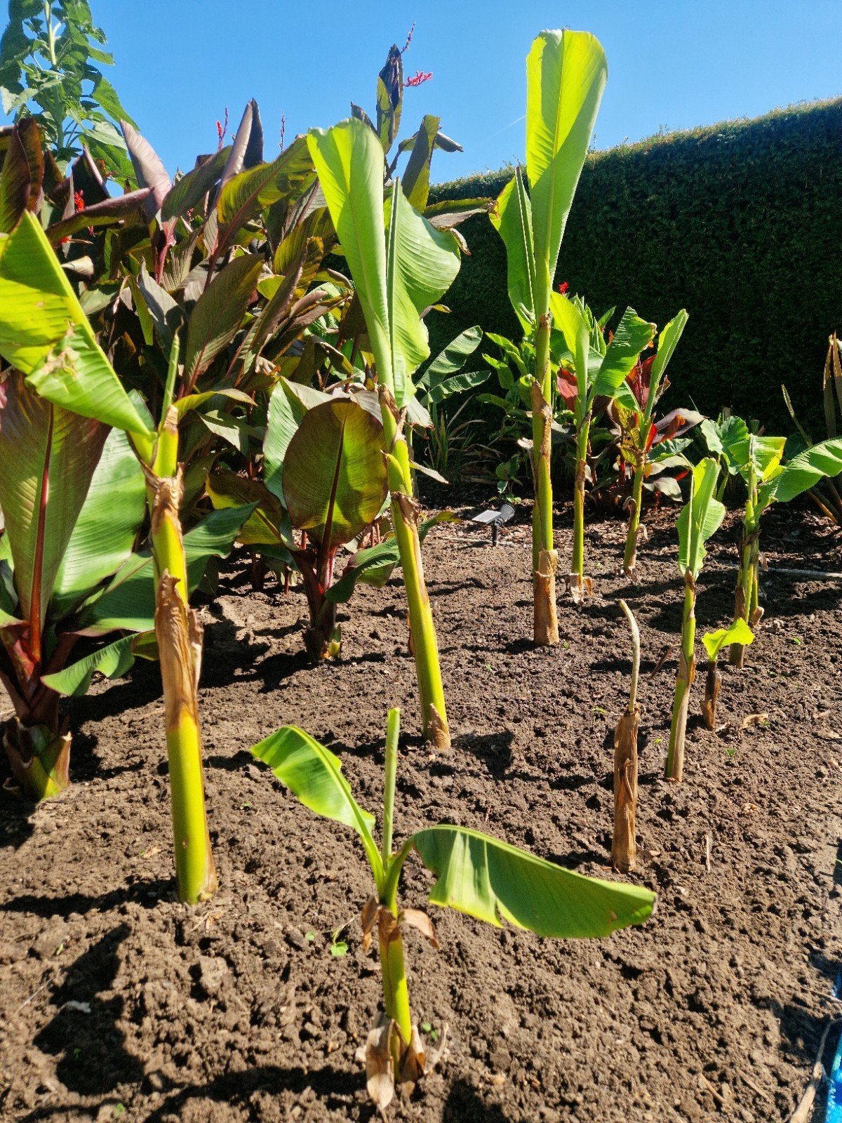 Musa Basjoo 5€, Volle zon, Vaste plant, Bloeit niet, Ophalen
