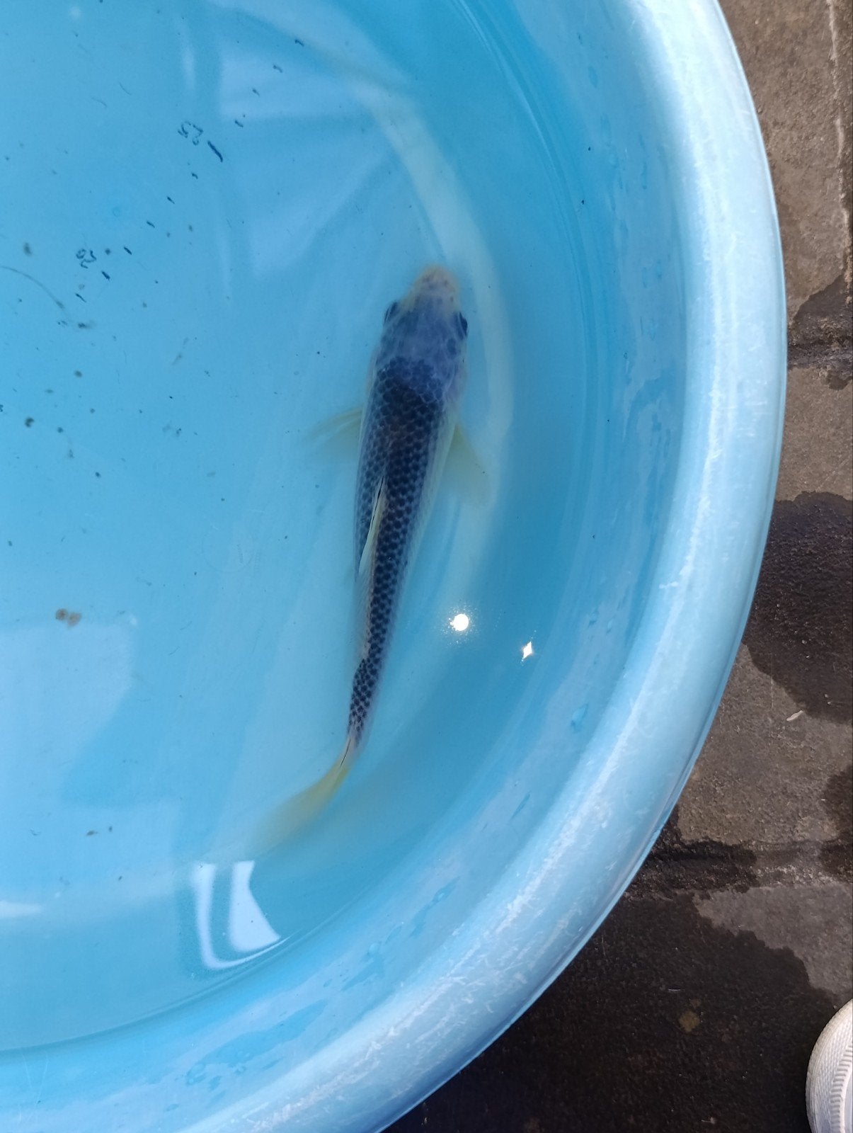 Japanse koi Asagi, Dieren en Toebehoren, Vissen | Vijvervissen