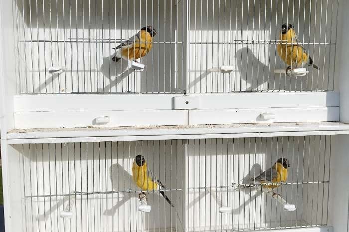 Laatste stuks 2026, Animaux & Accessoires, Oiseaux | Oiseaux Autre, Mâle, Oiseau chanteur sauvage, Bagué