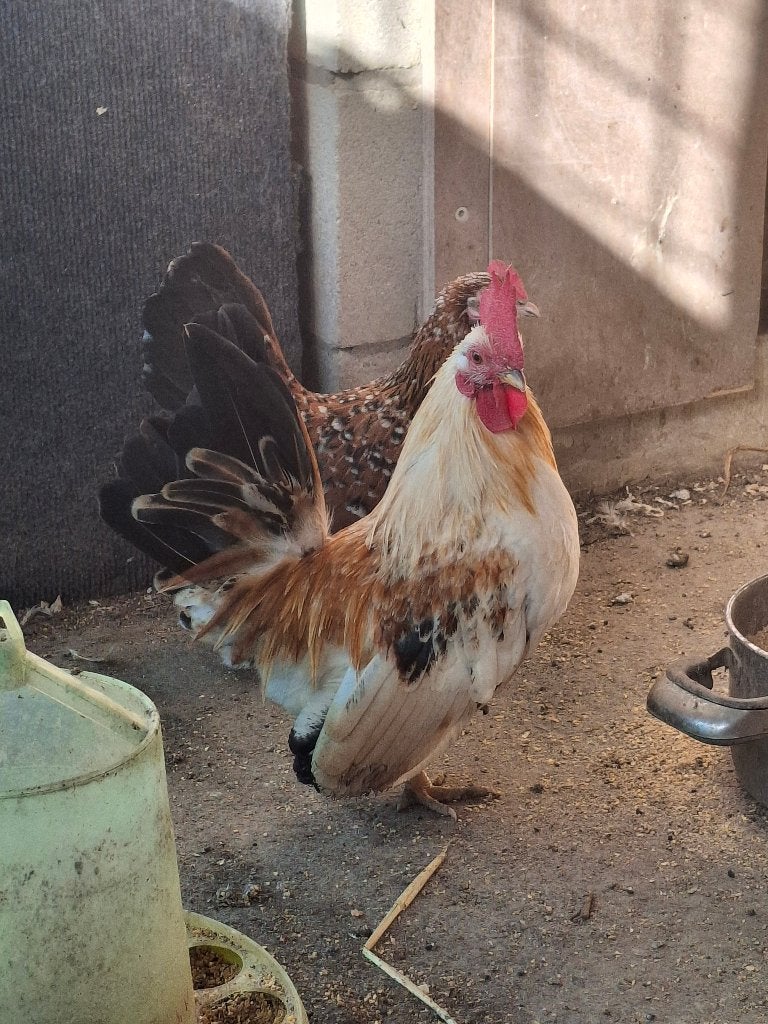 Magnifique lots de petite poules, Animaux & Accessoires, Plusieurs animaux, Poule ou poulet