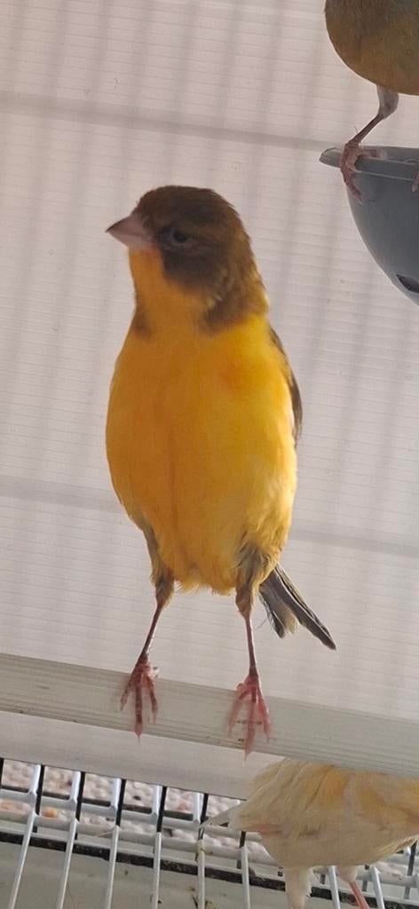 2 mâle 1 femelle canaris, Animaux & Accessoires, Mâle