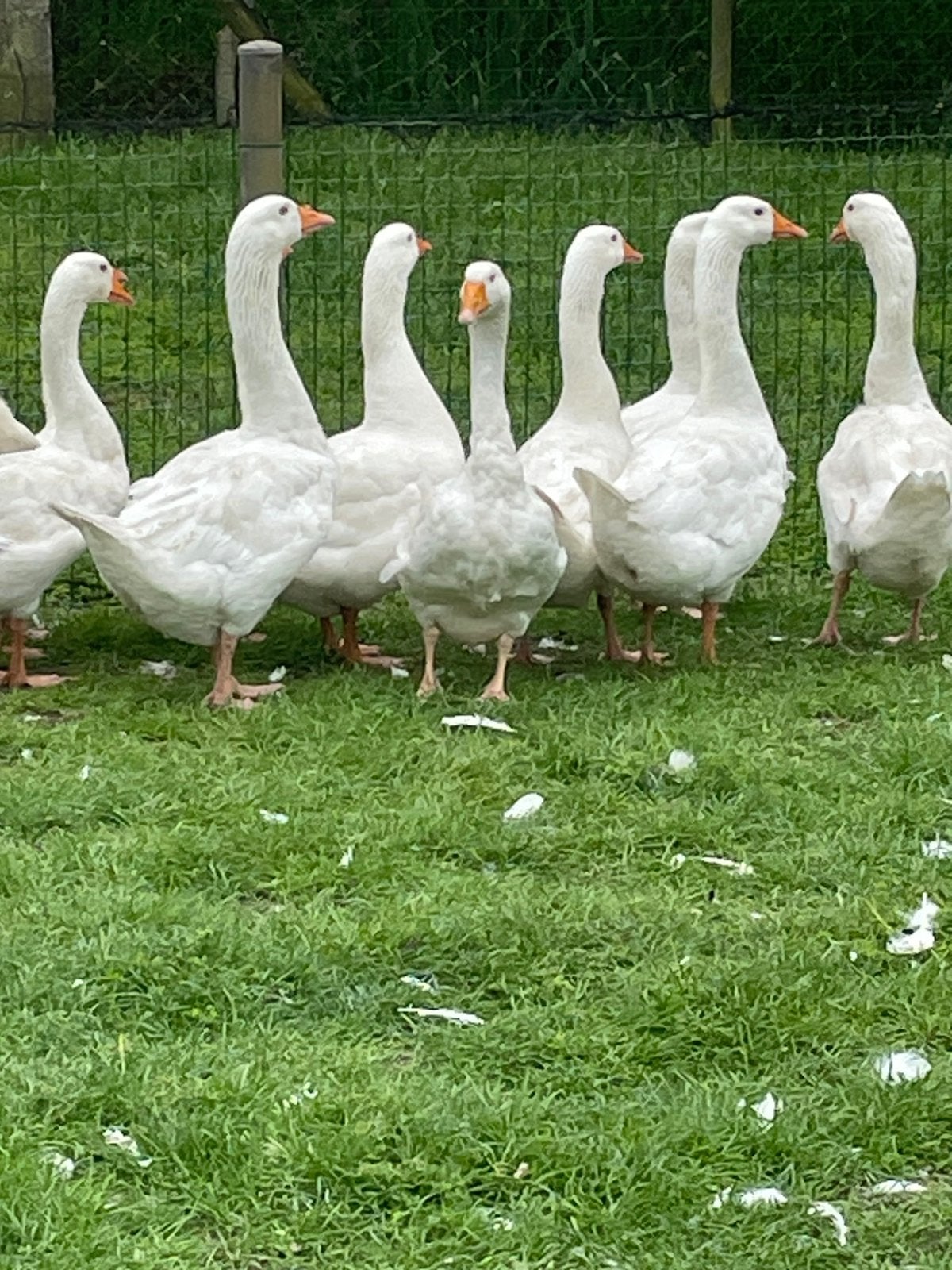 Witte ganzen
