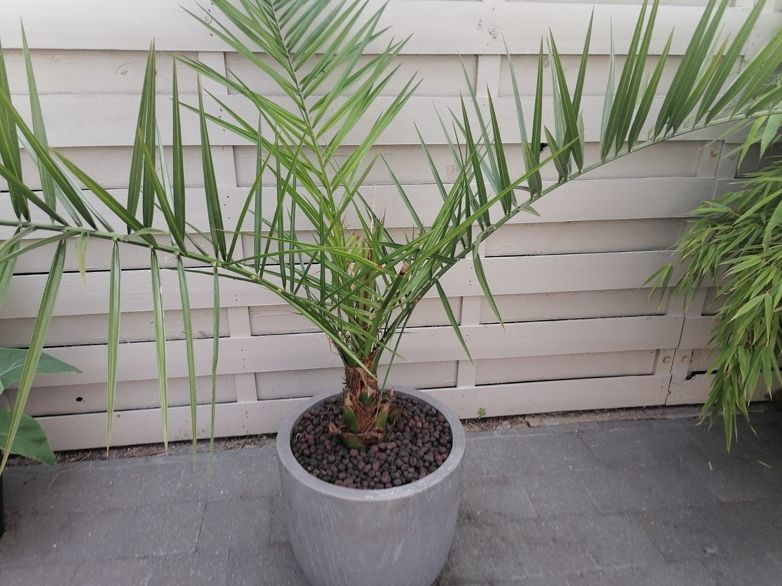 Palm met pot, Jardin & Terrasse, Plantes | Arbres, En pot, Moins de 100 cm, Plein soleil, Enlèvement