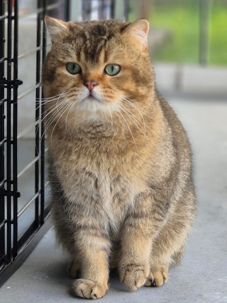 Dekkater britse korthaar(NIET TE KOOP), 3 à 5 ans