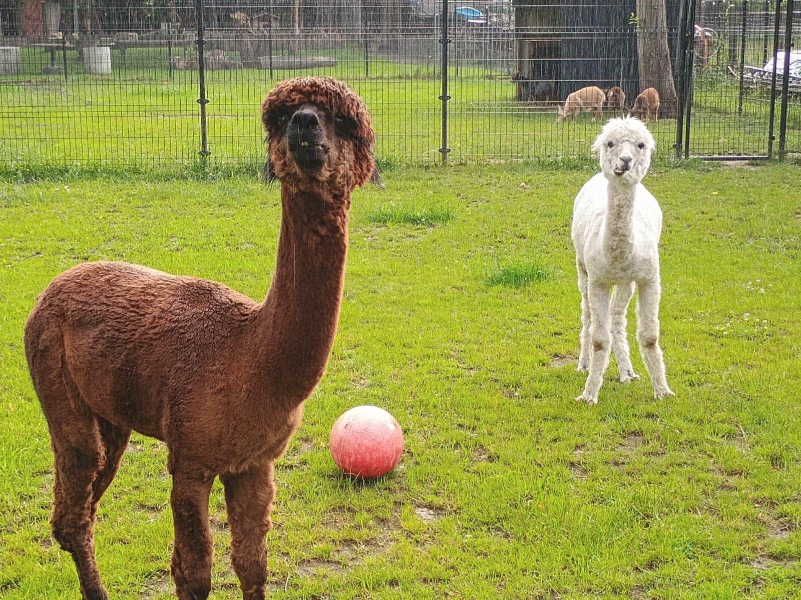 alpaca, Juin, Mâle