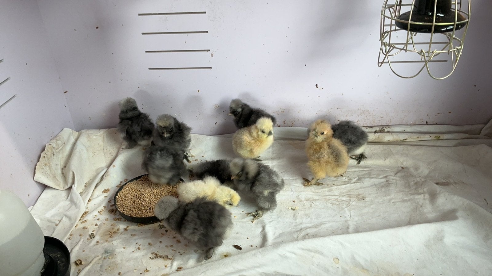 Usa zijdehoen, Dieren en Toebehoren, Geslacht onbekend, Kip