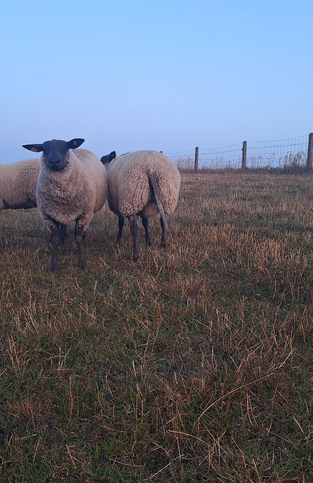 Bleu du maine ramlammeren / stamboek&zwoegervrij, Dieren en Toebehoren, Mannelijk, Schaap