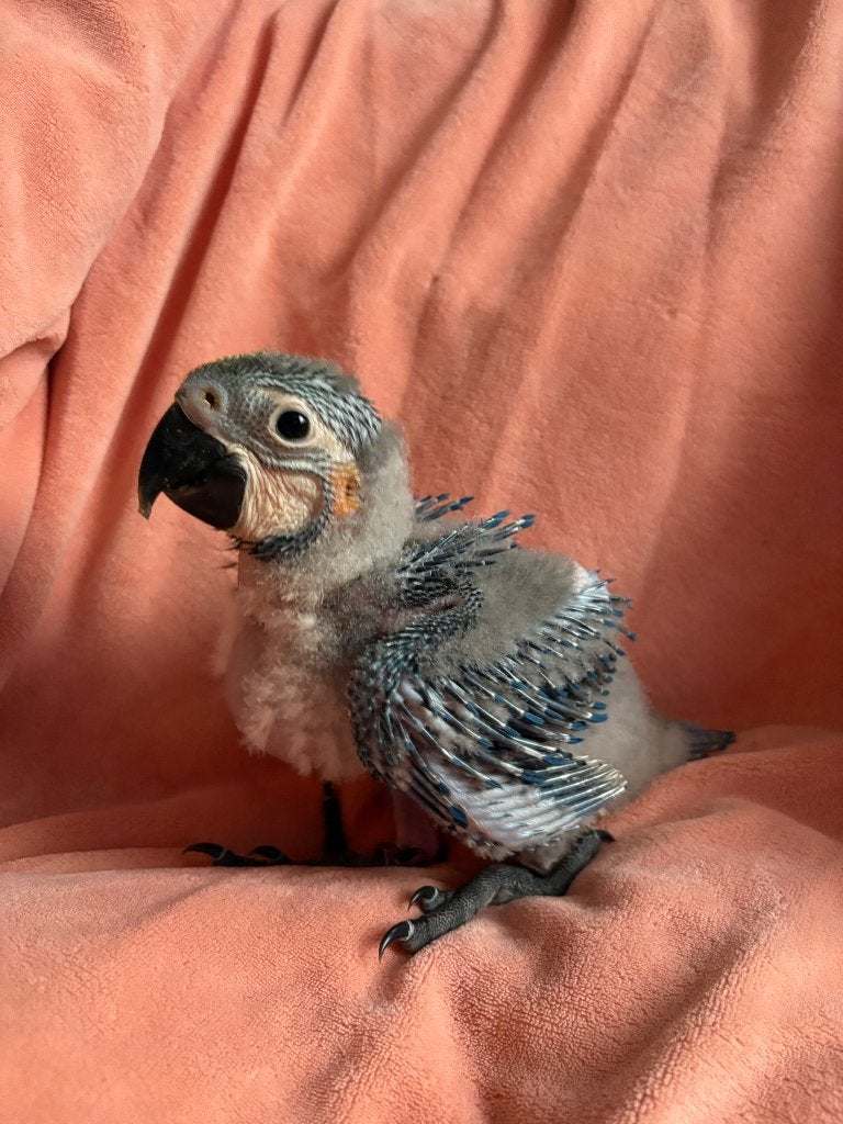 Perroquet ararauna, Animaux & Accessoires, Sexe inconnu, Perroquet, Domestique