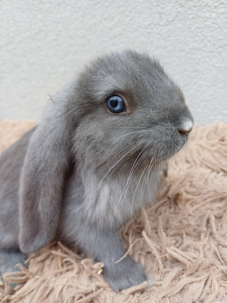 Knappe lieve franse hangoor ram, Dieren en Toebehoren, Mannelijk, Groot, Hangoor, 0 tot 2 jaar