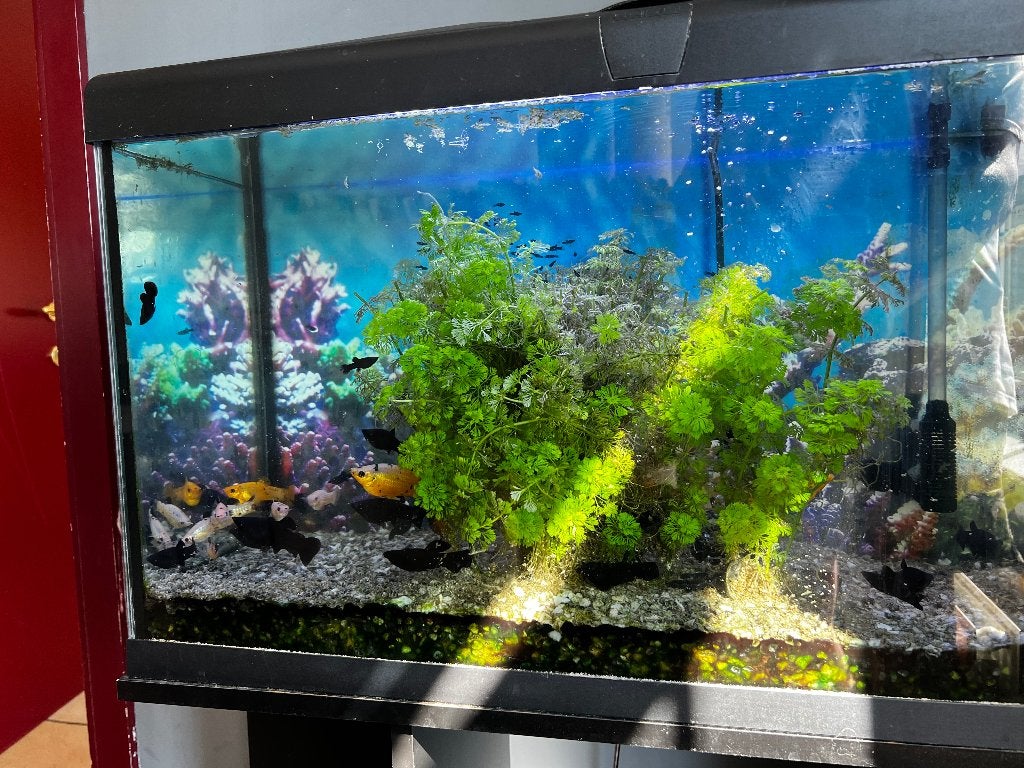 2 Aquariums, Ophalen, Gebruikt, Gevuld zoetwateraquarium, Superfish