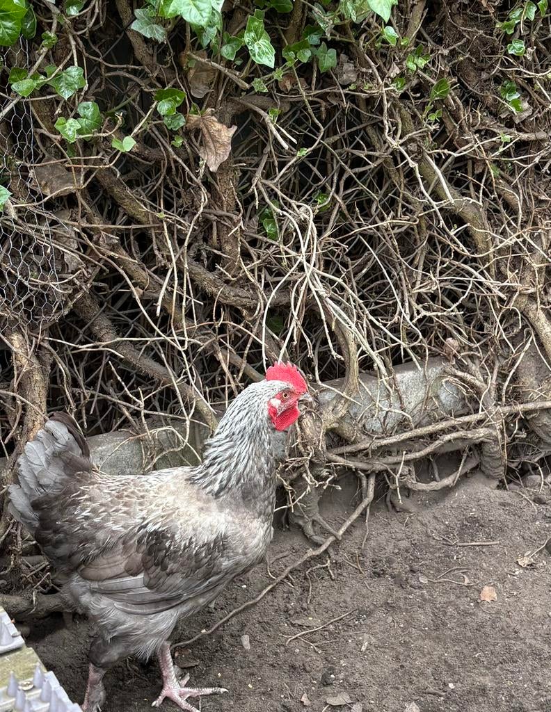 Zilverhals marans, Dieren en Toebehoren, Pluimvee