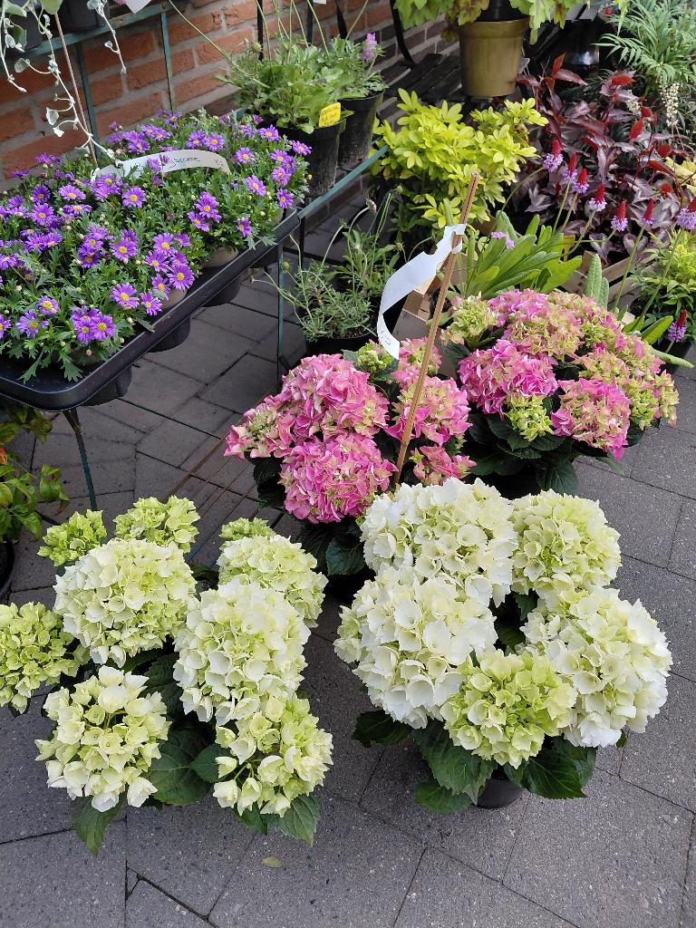 Hydrangea wit of roze, Tuin en Terras, Planten | Struiken en Hagen, Ophalen