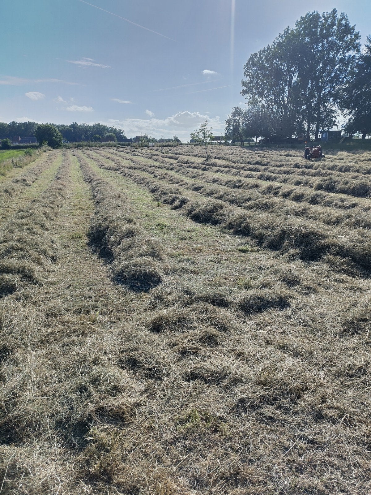 hooi kleine botten, Dieren en Toebehoren, Ophalen, Vee