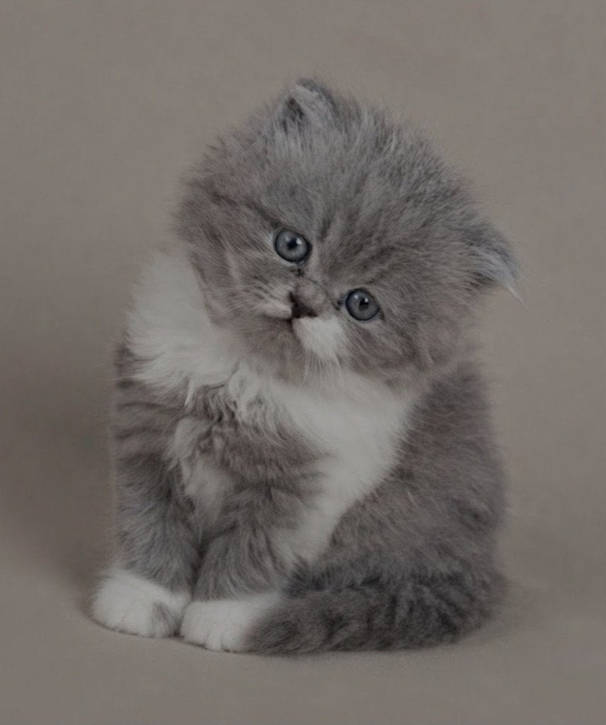 Brits Korthaar/Langhaar kitten, Dieren en Toebehoren, Kater, Gechipt, 0 tot 2 jaar