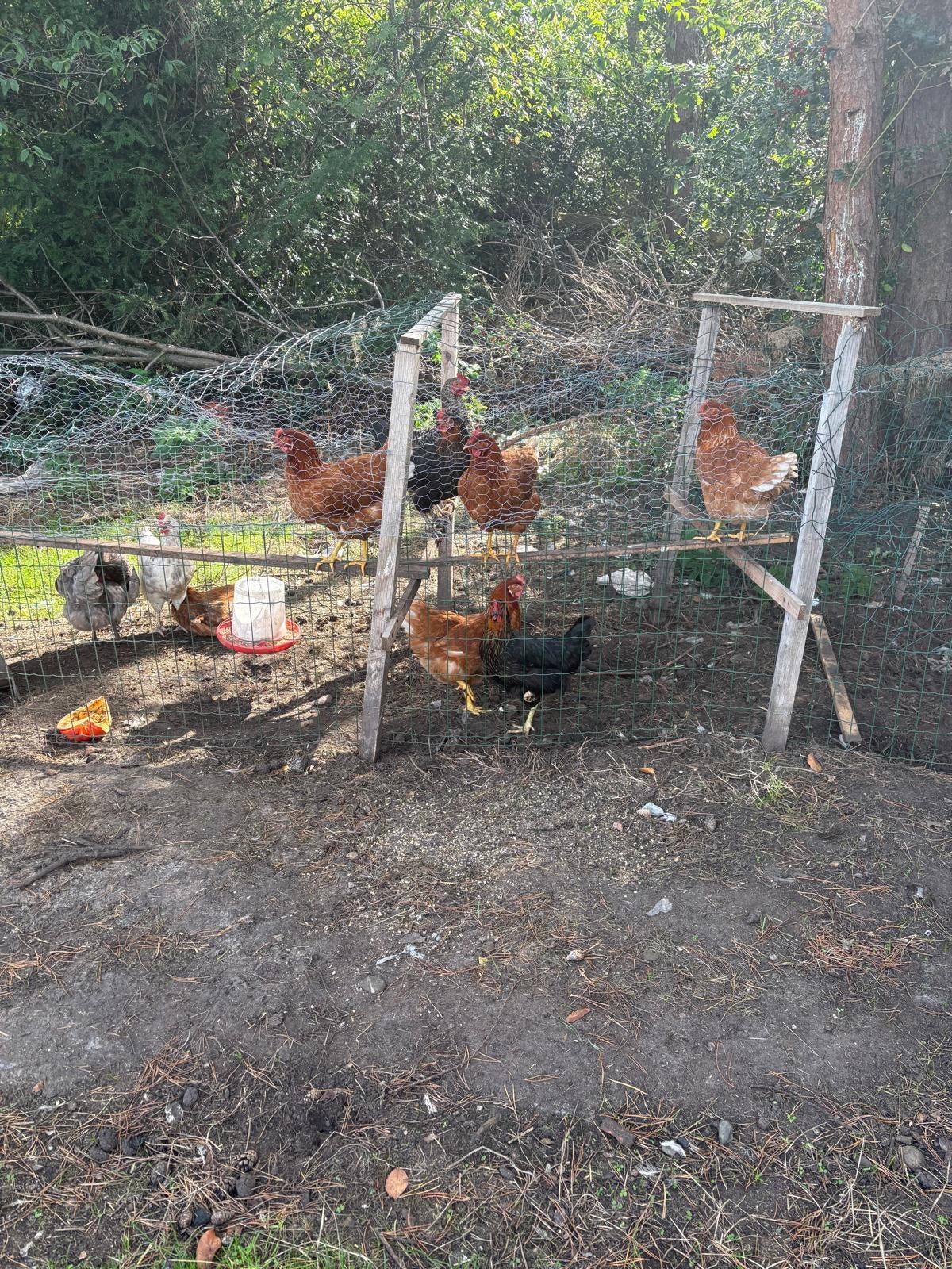 Kippen, Dieren en Toebehoren, Vrouwelijk, Kip