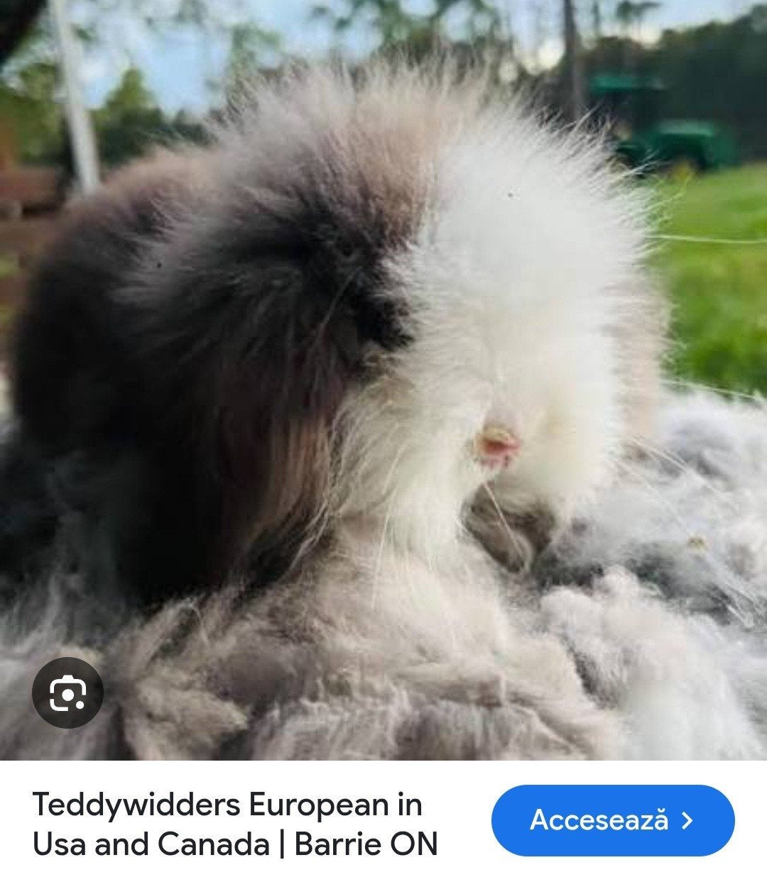 Konijn, Dieren en Toebehoren, België, Particulier, 15 weken tot 1 jaar, Eén hond