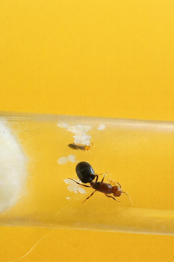 Crematogaster Scutellaris koningin met 1-10 werksters, Dieren en Toebehoren, Mieren