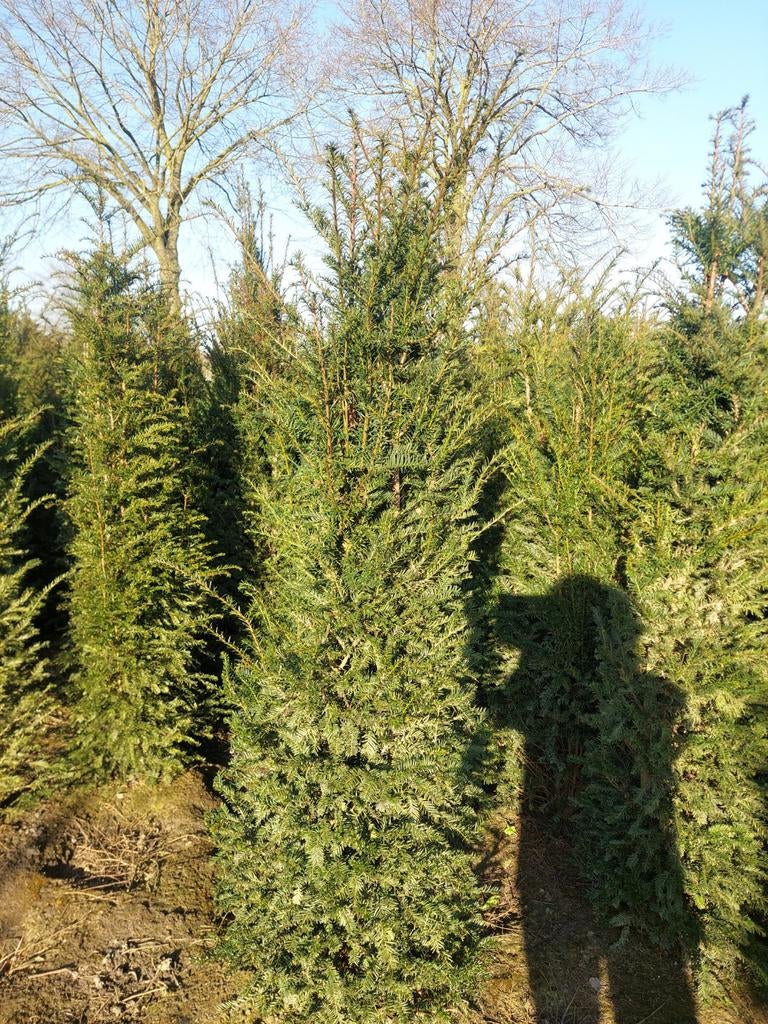 PROMOTIE Taxus bacata 180-200 Oisterwijk, Ophalen of Verzenden, Taxus, Haag