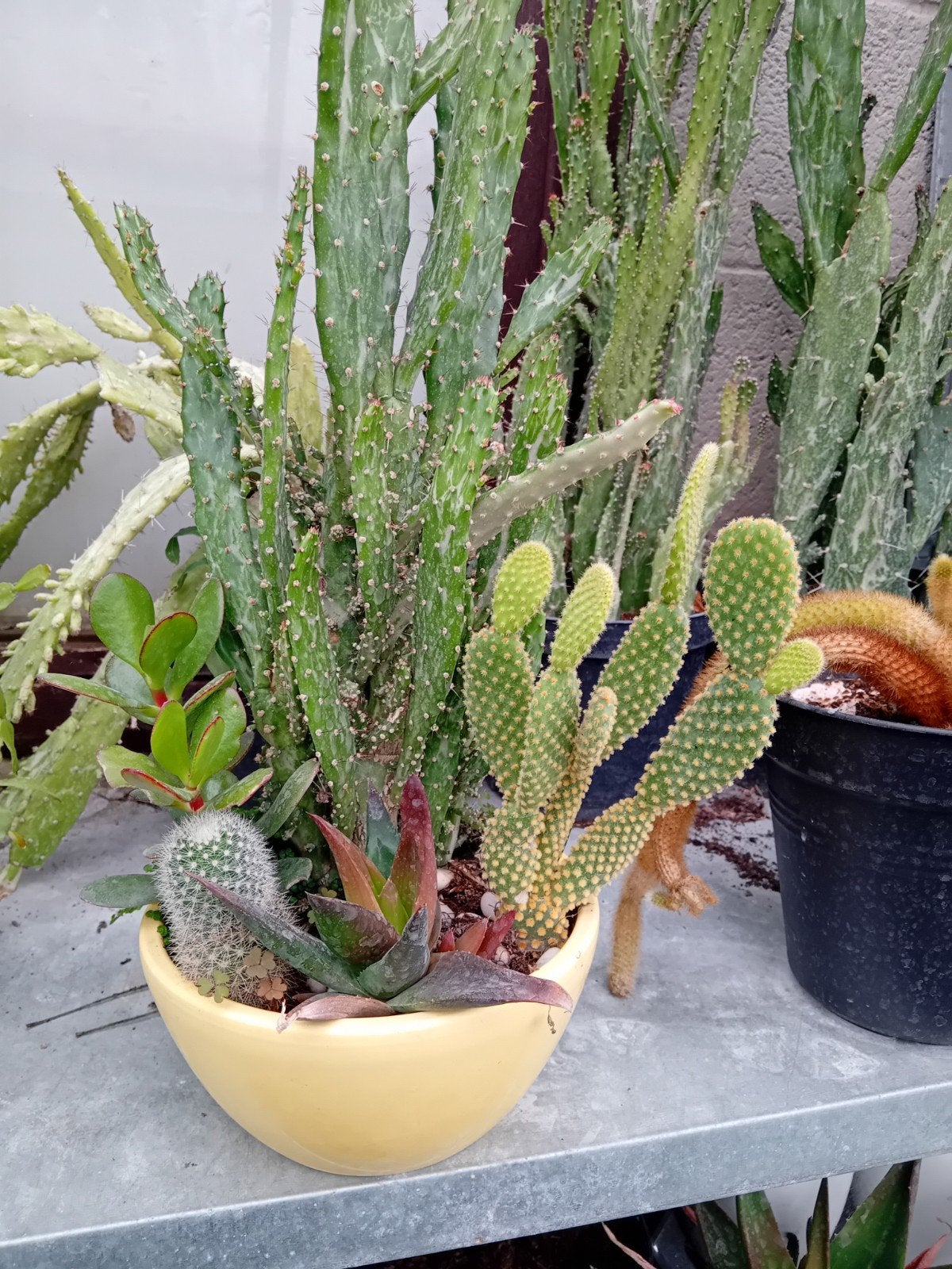 Cactus en sukulenten, Tuin en Terras, Ophalen