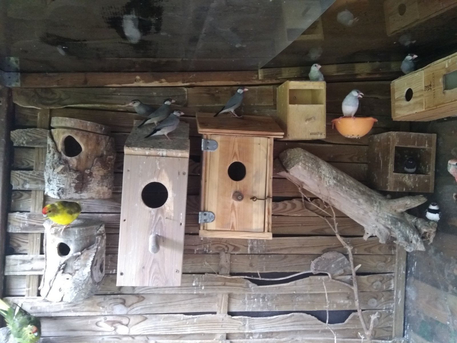 Rijstvogels (paddas)