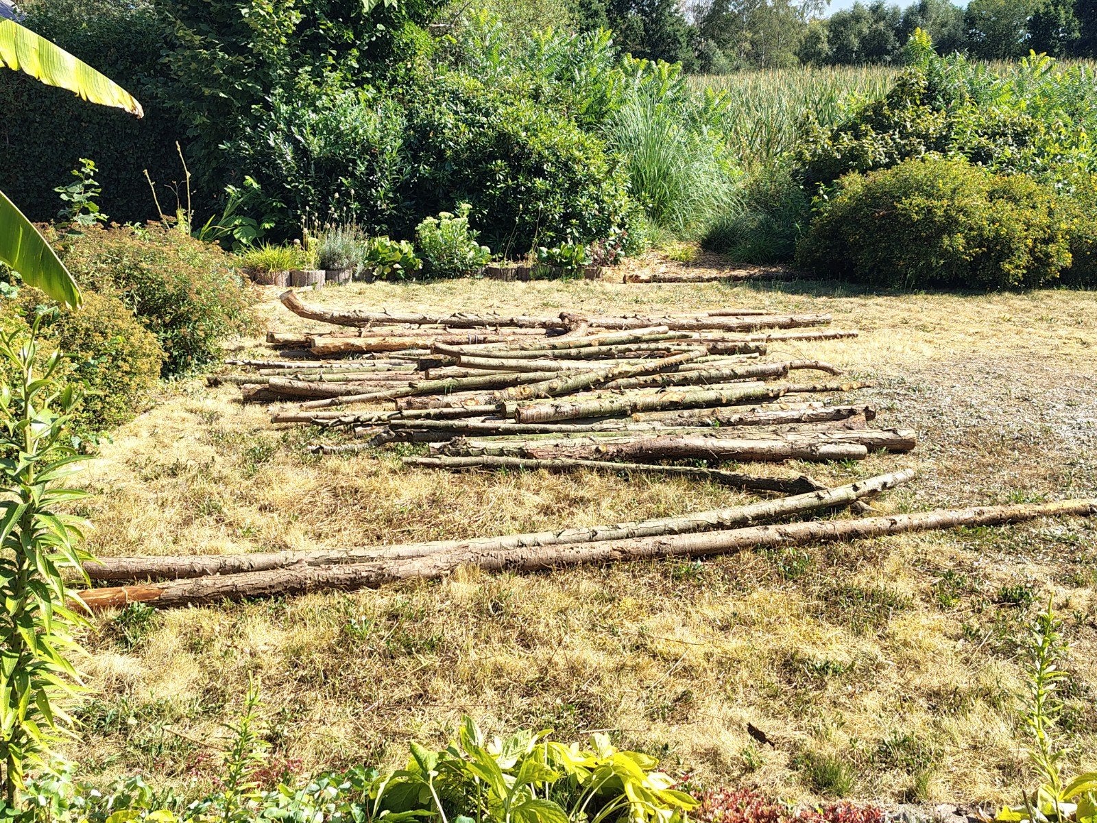 50 tal stammen dennenhout, 3 tot 6 m³, Ophalen, Overige houtsoorten, Stammen