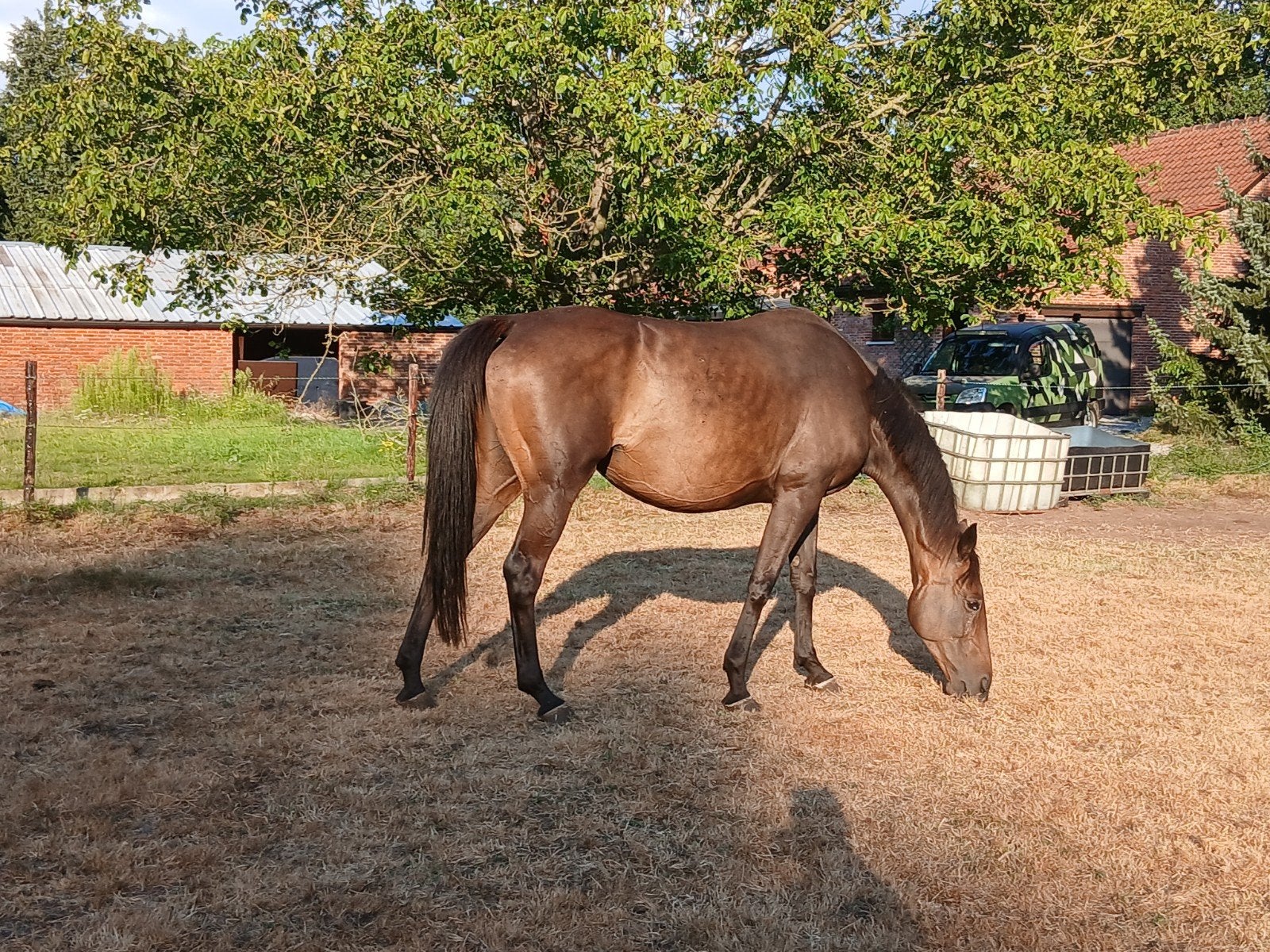 10jarige merrie, Dieren en Toebehoren, Merrie