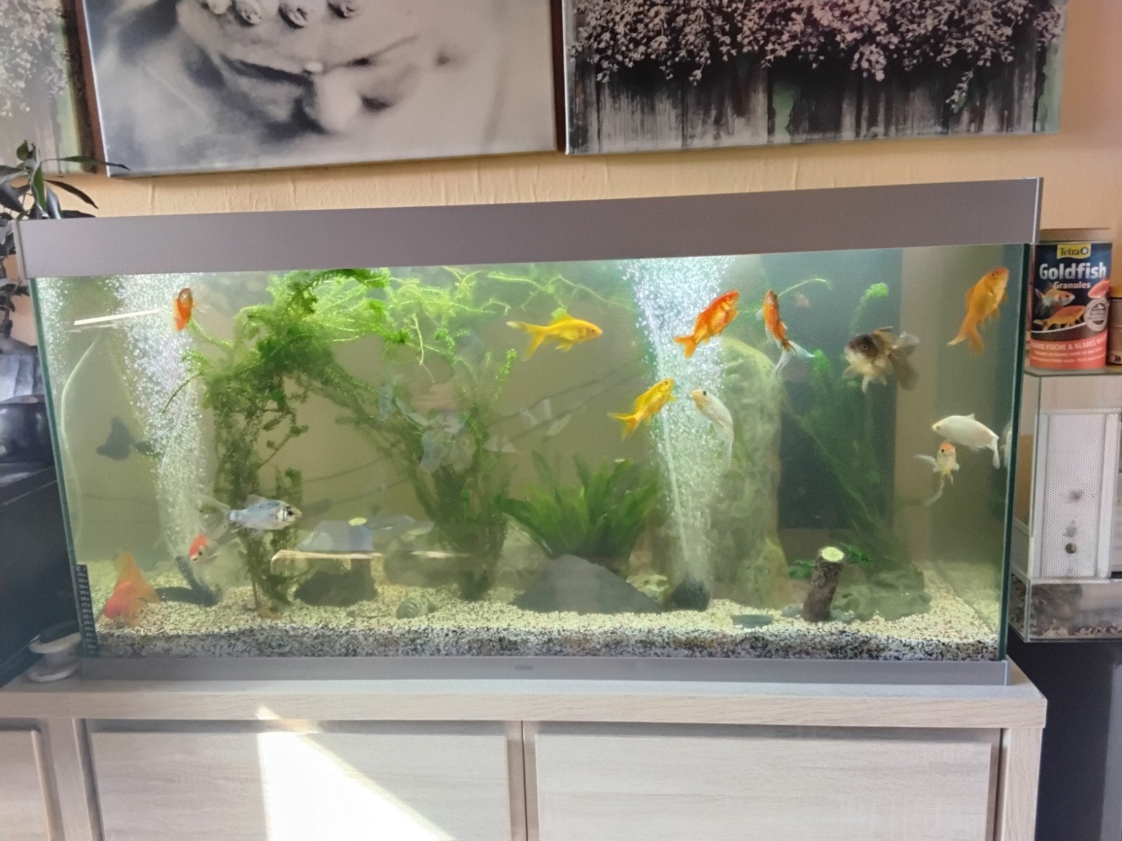 vis aquarium, Ophalen, Inclusief planten, Gebruikt, Aquariummeubel