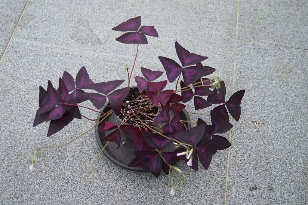 Oxalis triangularis, mooie planten.., Ophalen, Vaste plant, Overige soorten, Halfschaduw