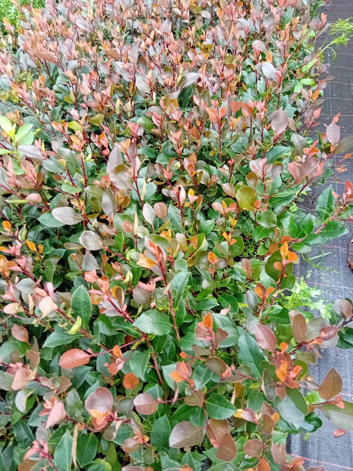 Photinia Little Red Robin, Enlèvement