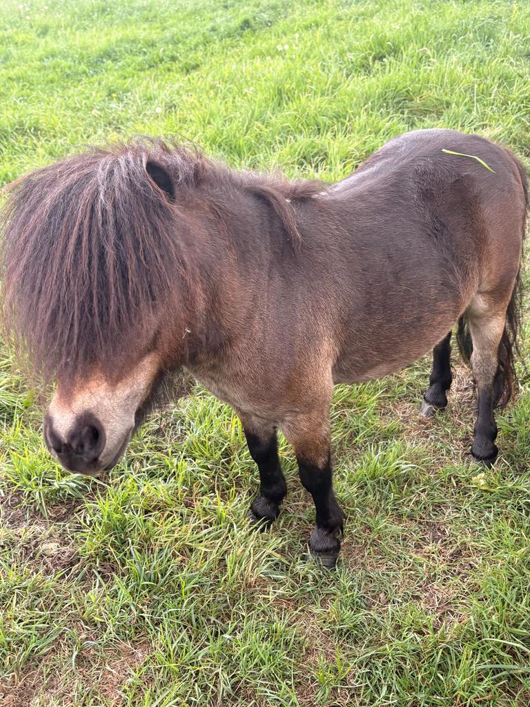 Shetlander hengst 5jaar, Animaux & Accessoires, Poneys, Étalon