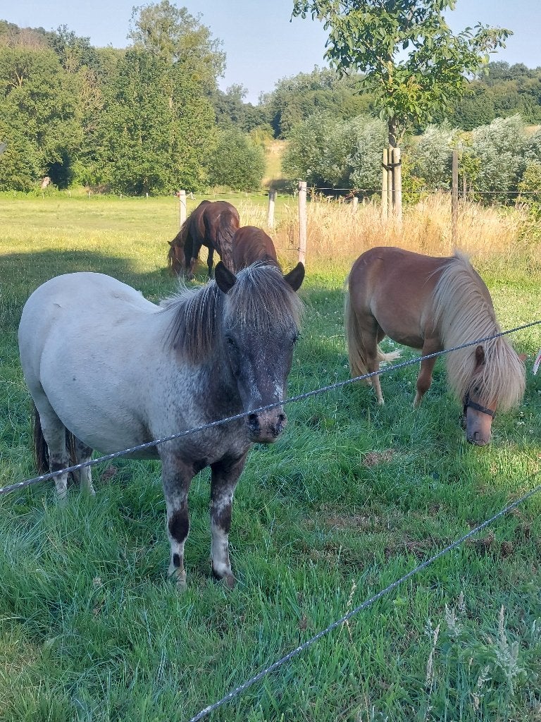 Jonge gezelschaps shetlanders, Met stamboom, 0 tot 2 jaar, A pony (tot 1.17m), Onbeleerd