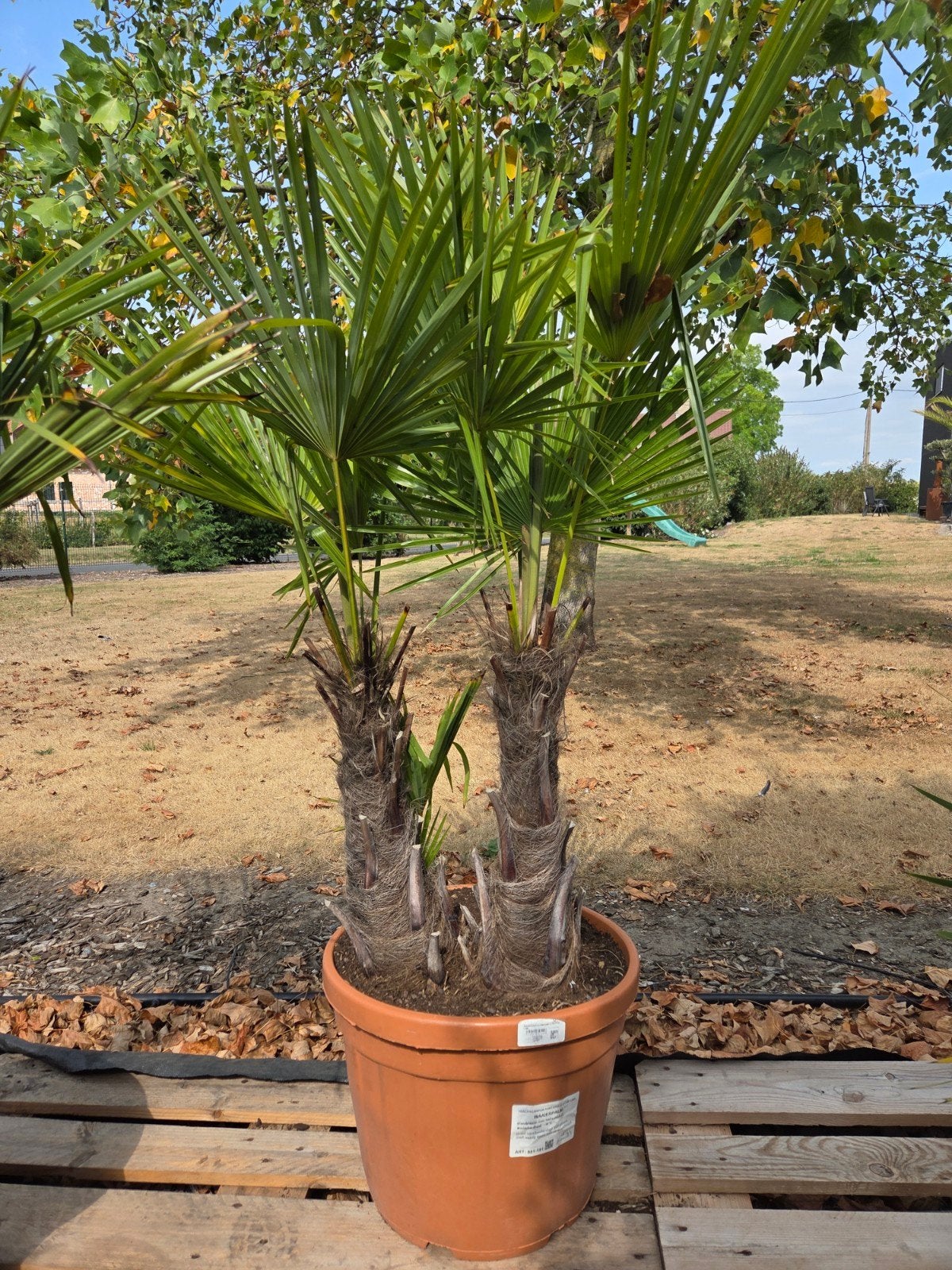 Palmboom Trachycarpus Fortunei 2 stam, Tuin en Terras, Planten | Bomen, Ophalen, Halfschaduw, Palmboom