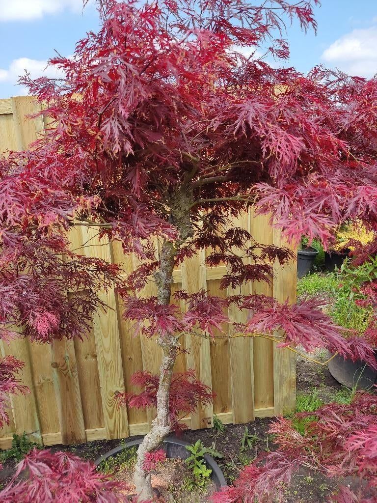 Japanse Esdoorn – Sierlijke Blikvanger voor de Tuin, Tuin en Terras, Ophalen of Verzenden