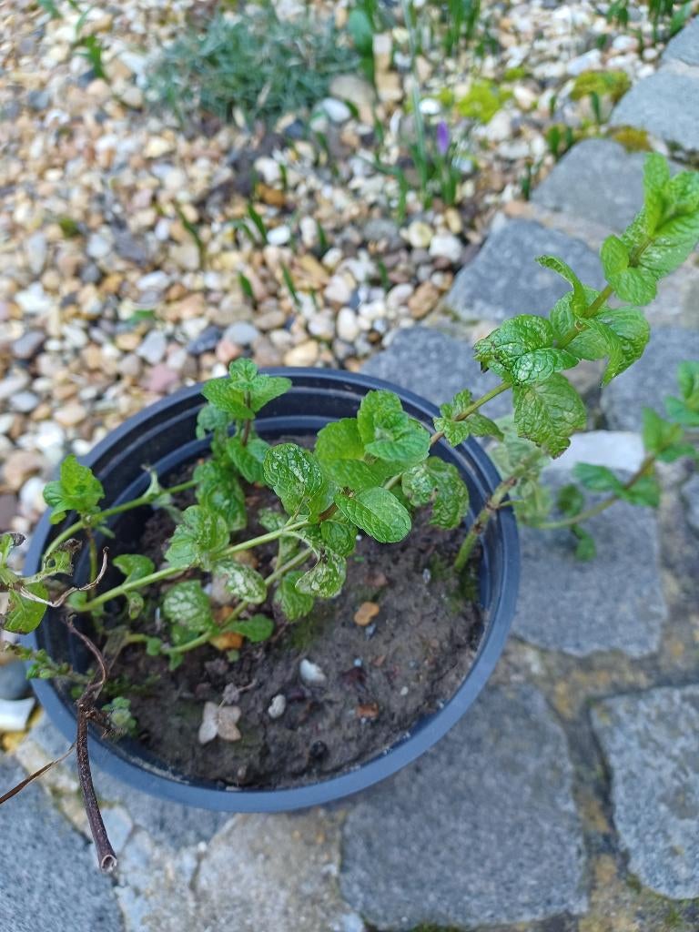 Mojito munt., Halfschaduw, Overige soorten, Minder dan 100 cm, Zomer