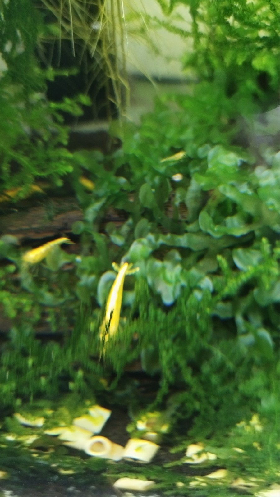 Crevettes Neocaridinas Yellow Backline, Enlèvement
