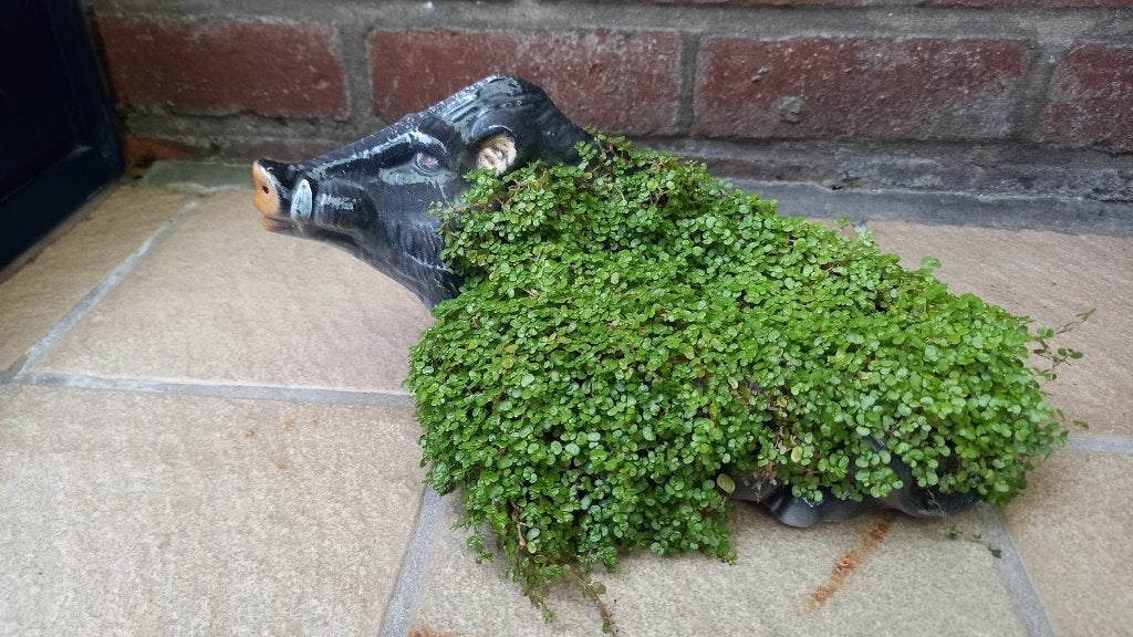 beeldjes opgevuld met krulhaar plantje vanaf 2€, Huis en Inrichting, Kamerplanten, Ophalen