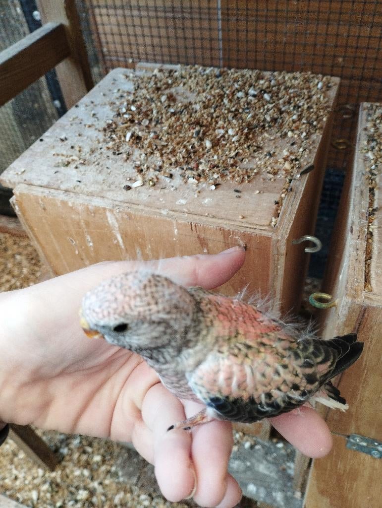 Jonge bourkes, Dieren en Toebehoren, Meerdere dieren, Parkiet