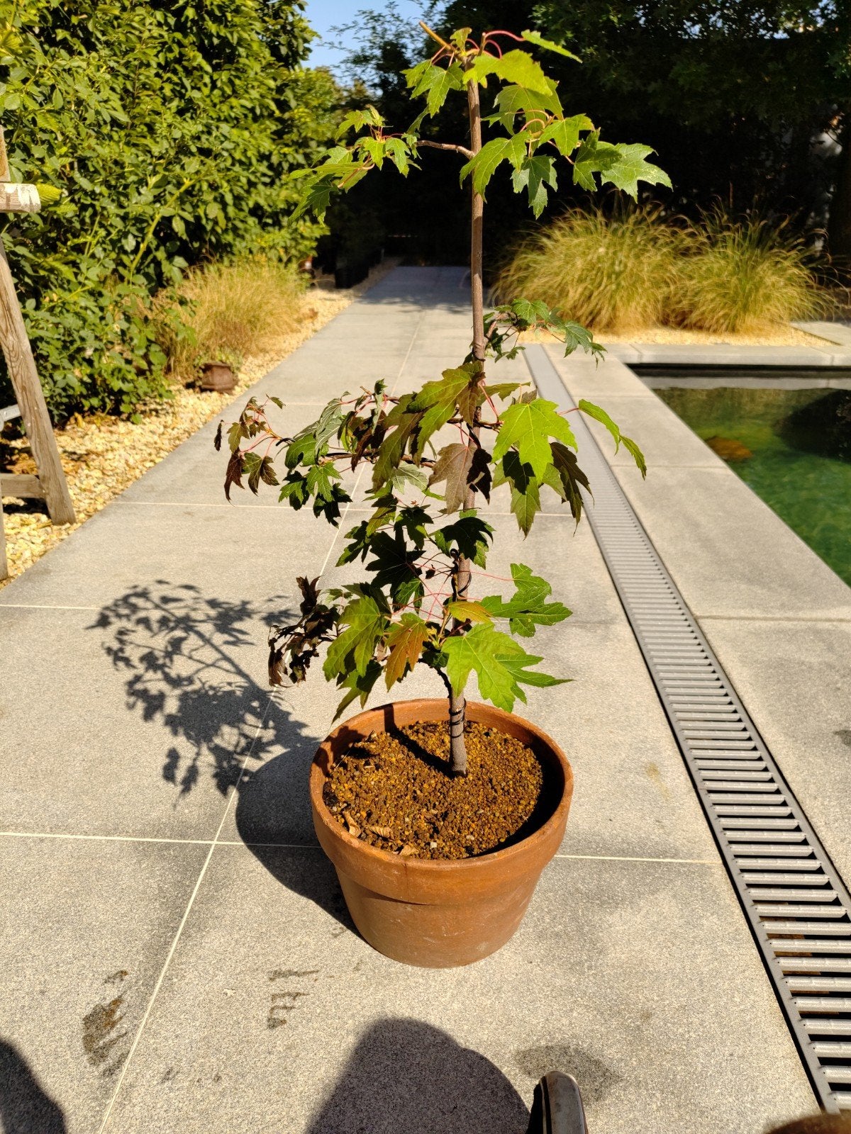 Acer Saccharinum (Zilver/Witte Esdoorn) pre bonsai, Tuin en Terras, Planten | Tuinplanten, Ophalen